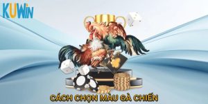 cách chọn màu gà chiến