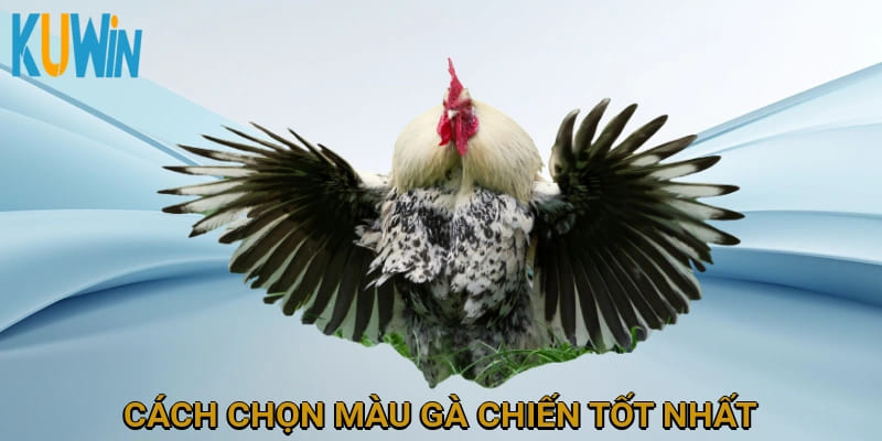 Cách chọn màu gà chiến tốt nhất