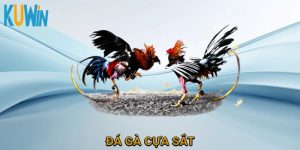 đá gà cựa sắt