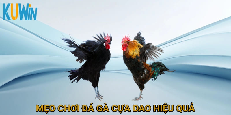 Mẹo chơi đá gà cựa dao hiệu quả