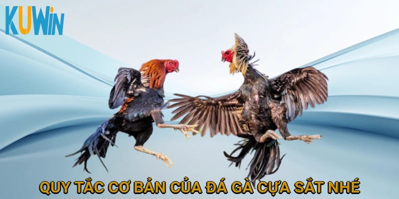 Quy tắc cơ bản của đá gà cựa sắt